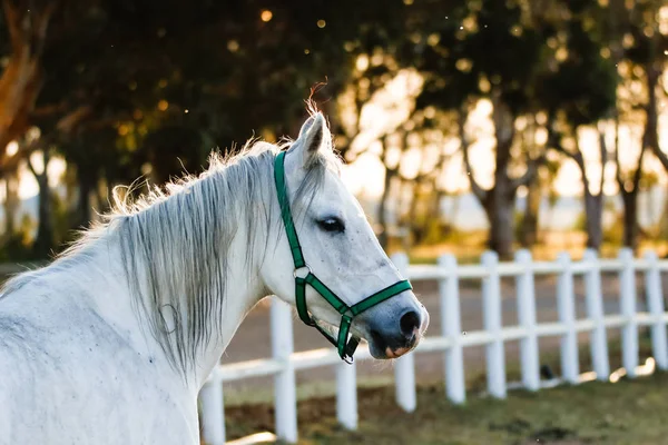 Hermoso caballo jugando — Foto de Stock