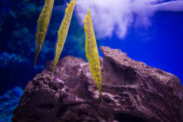 Bright yellow razorfish swimming — Stock Photo, Image