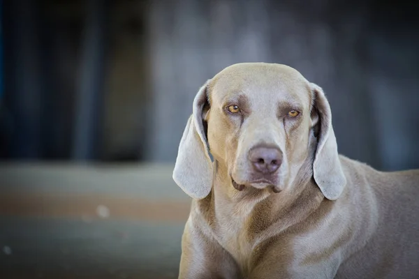 Lindo perro weimaraner —  Fotos de Stock