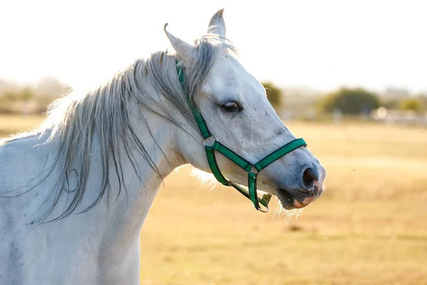 Hermoso caballo jugando — Foto de Stock