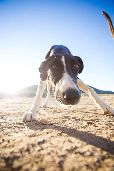 Lindo perro weimaraner —  Fotos de Stock