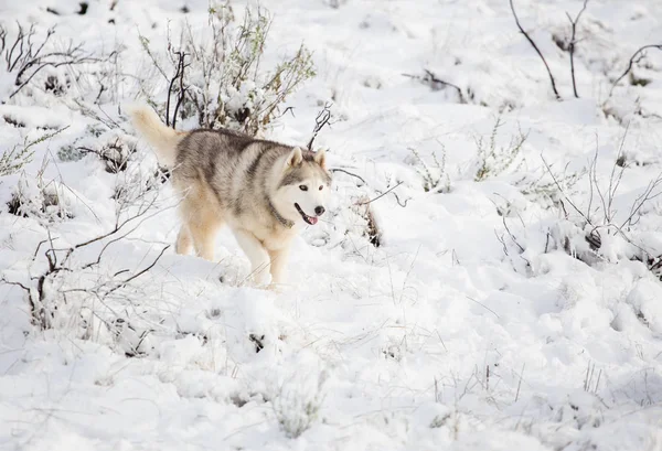 Husky siberiano en la nieve —  Fotos de Stock