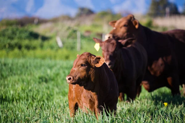 Kühe weiden Gras — Stockfoto