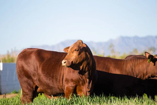 Vaches pâturant l'herbe — Photo