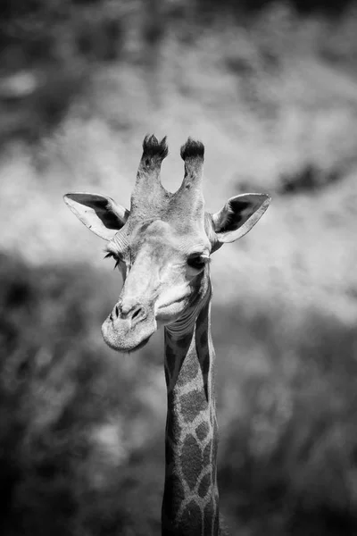 Bir zürafa görünümünü kapat — Stok fotoğraf