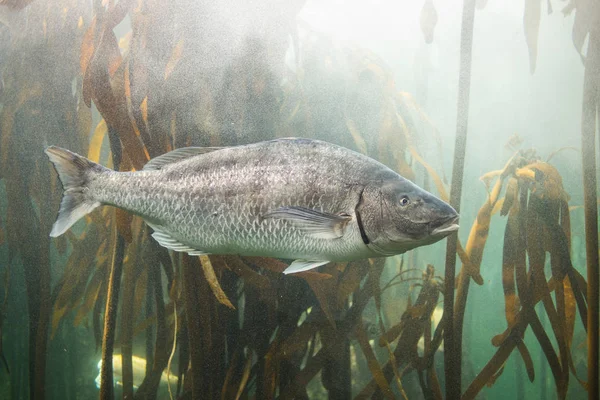 Närbild på fiskar i akvarium — Stockfoto