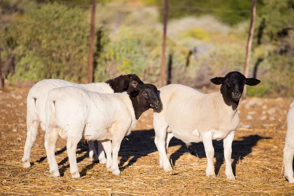 Dorper Sheep Rams — Stock Photo, Image