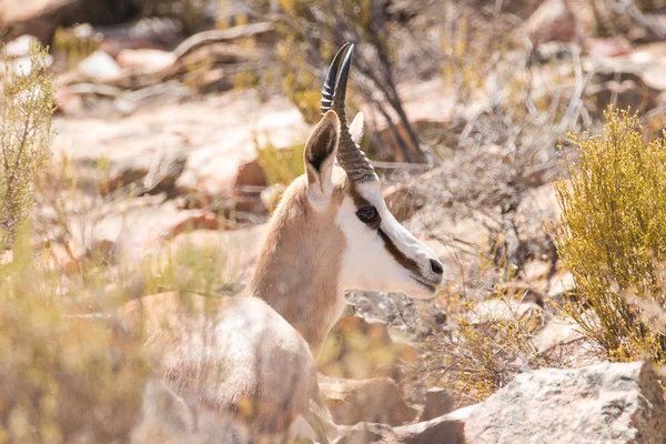 Retrato de cerca de un Springbok —  Fotos de Stock