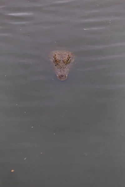 Голова нильского крокодила — стоковое фото