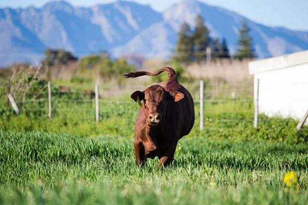 Vaca a correr no campo — Fotografia de Stock