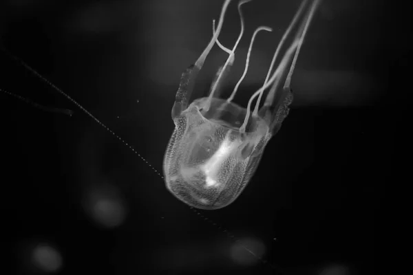 Meduse traslucide in acqua , — Foto Stock