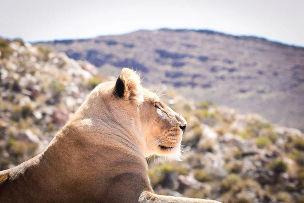 Close up portrait of a female lioness — Stock Photo, Image