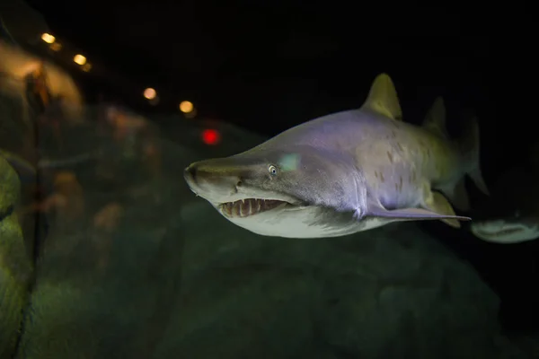 Ragged tooth shark — Stockfoto