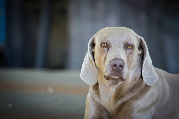 Roztomilý pes Výmarský ohař — Stock fotografie