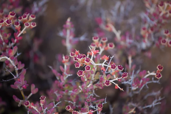 Succulenten met heldere bloemen — Stockfoto