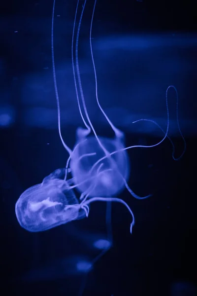 Translucent  jellyfish in water, — Stock Photo, Image