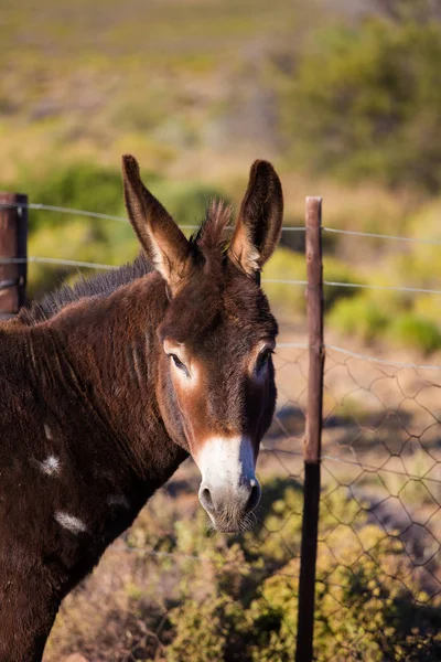 Portrair osla na farmě — Stock fotografie