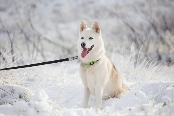 Husky siberiano con correa —  Fotos de Stock