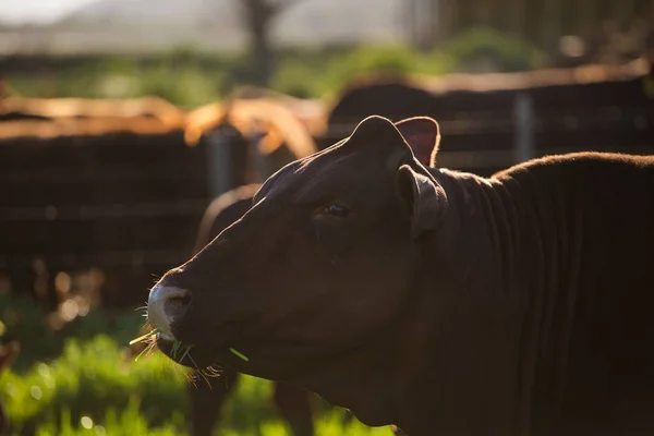 Focinho de vaca marrom — Fotografia de Stock