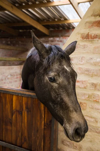 Horse in stable on a farm — Stock Photo, Image