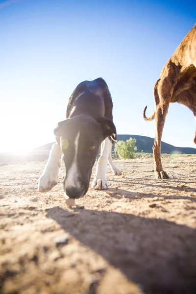 Lindo perro weimaraner —  Fotos de Stock