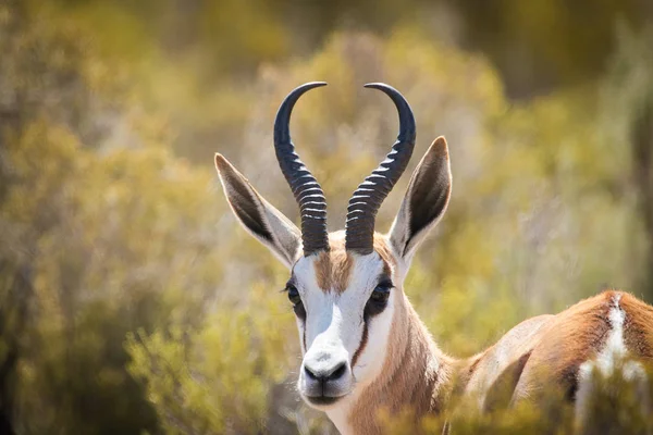 Portretul unui Springbok — Fotografie, imagine de stoc
