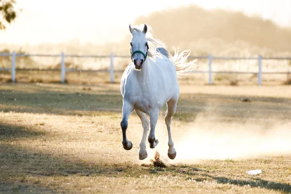 Paard opleiding in een paddock — Stockfoto