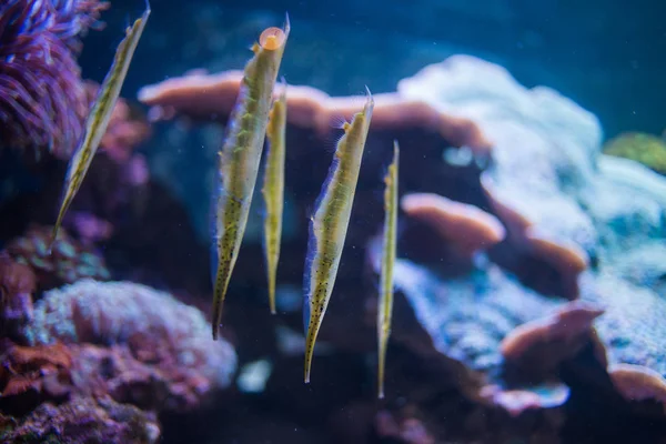 Nuoto giallo brillante di pesci rasoio — Foto Stock