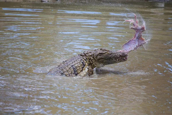 Coccodrillo in un fiume in Africa — Foto Stock