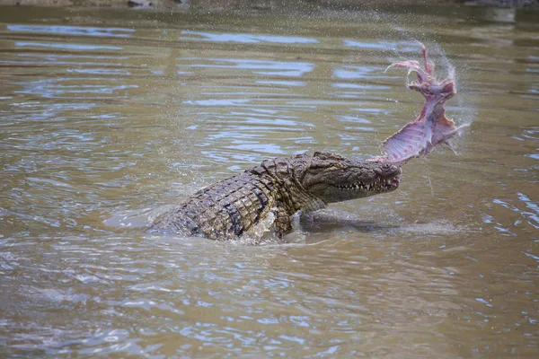 Krokodil i en flod i Afrika — Stockfoto