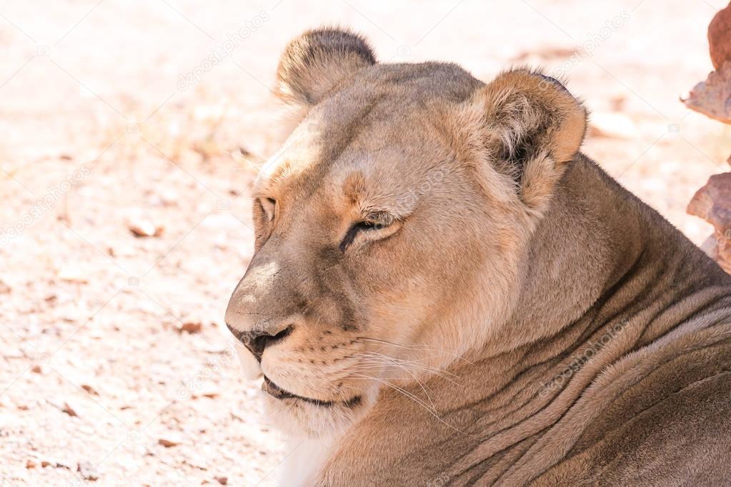 Close up portrait of a female lioness
