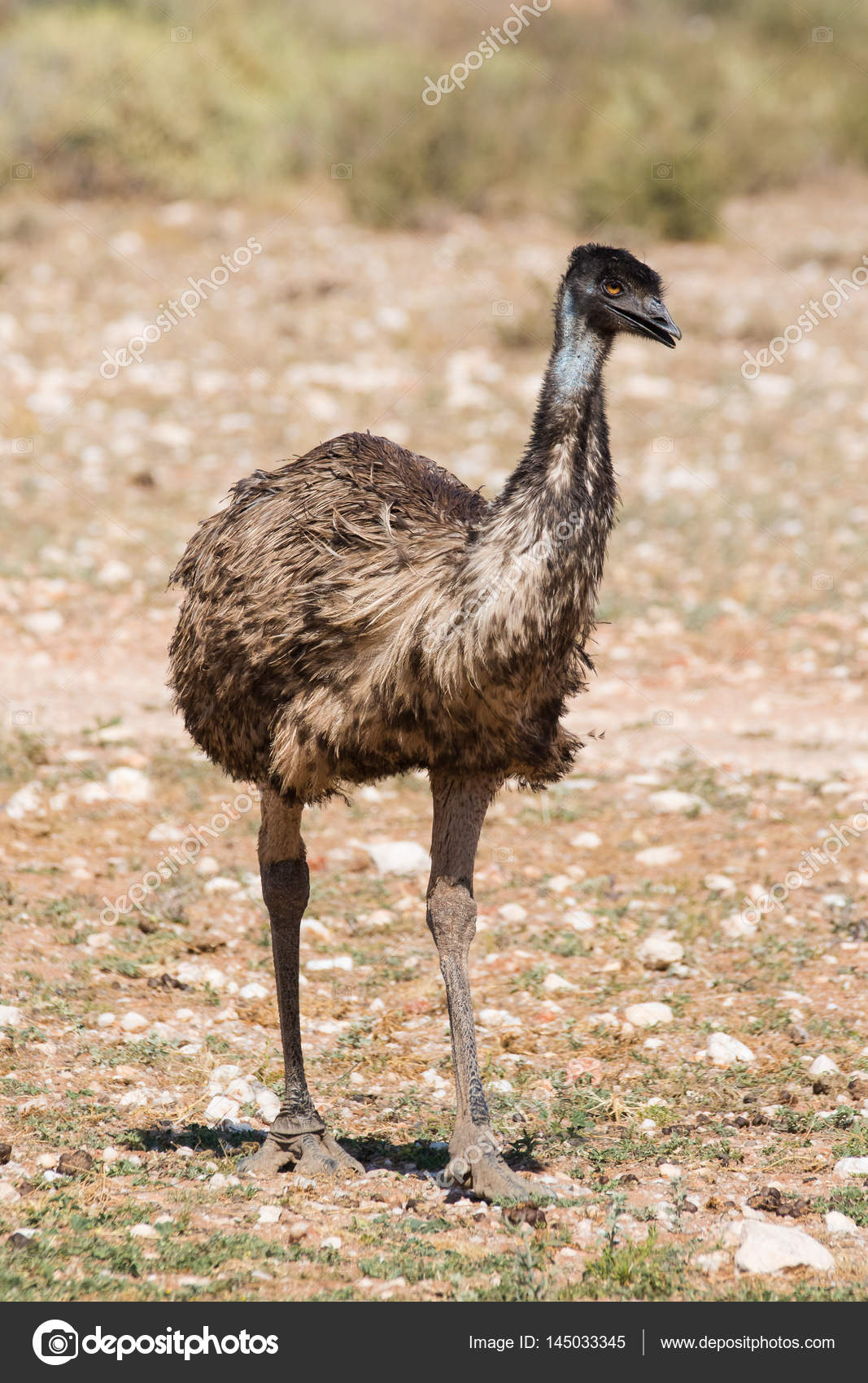 Close Up View Of An Emu Stock Photo By C Dewald Dewaldkirsten