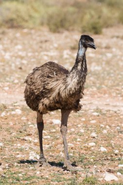 Close up view of an Emu clipart