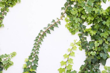 Beyaz bir dış duvar karşı büyüyen Ivy