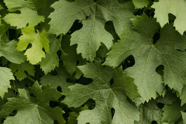 yeşil üzüm yaprakları 