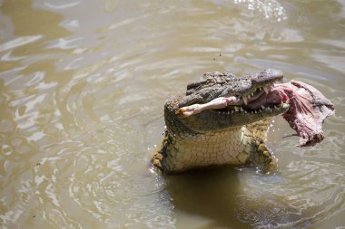 Close up of an African Nile Crocodile clipart