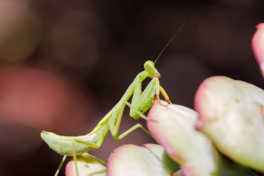 peygamber devesi bir etli bitki üzerinde yürüme.