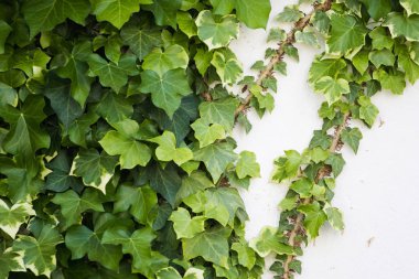 Beyaz bir dış duvar karşı büyüyen Ivy