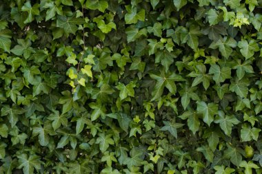 Beyaz bir dış duvar karşı büyüyen Ivy