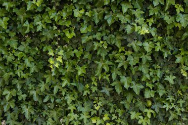 Beyaz bir dış duvar karşı büyüyen Ivy