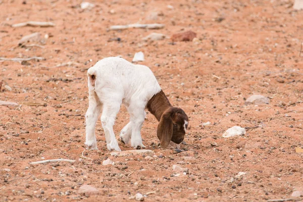 Close up  mother goat — Stock Photo, Image
