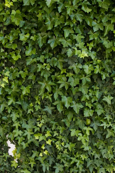 Efeu wächst vor einer weißen Außenwand — Stockfoto