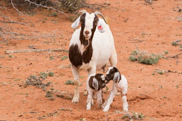 Ziegenkinder auf einem Bauernhof — Stockfoto