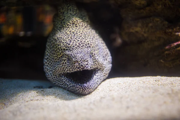 Moray anguila tendida en cueva — Foto de Stock