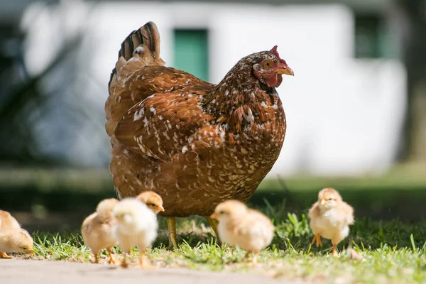 Baby chicks walking with their mother — Stock Photo, Image