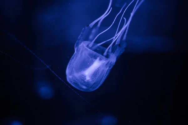 Крупный план ядовитой медузы — стоковое фото