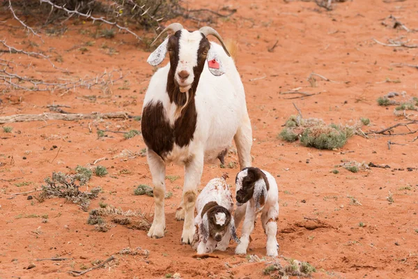 Ziegenkinder auf einem Bauernhof — Stockfoto