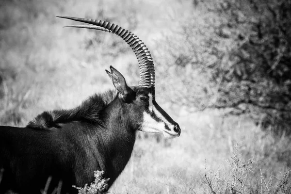 Sable antilope sul campo — Foto Stock