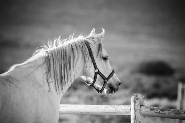Beautiful horse playing in a pen — Stock Photo, Image