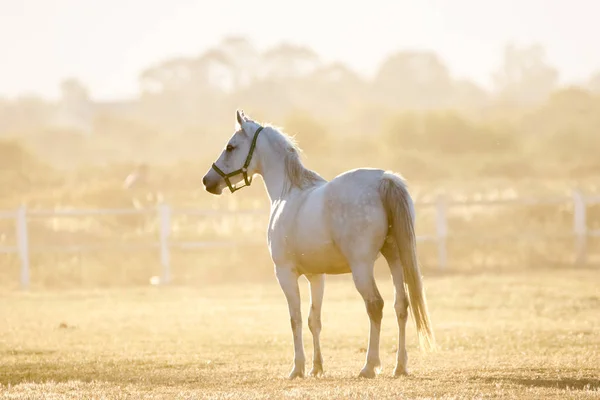 Hermoso caballo jugando en una pluma — Foto de Stock